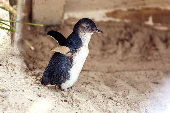 Melbourne Puffing Billy Train and Penguin Parade Day Tour Escape - Brighton Beach Huts Stop: Quick Color and Easy Photos