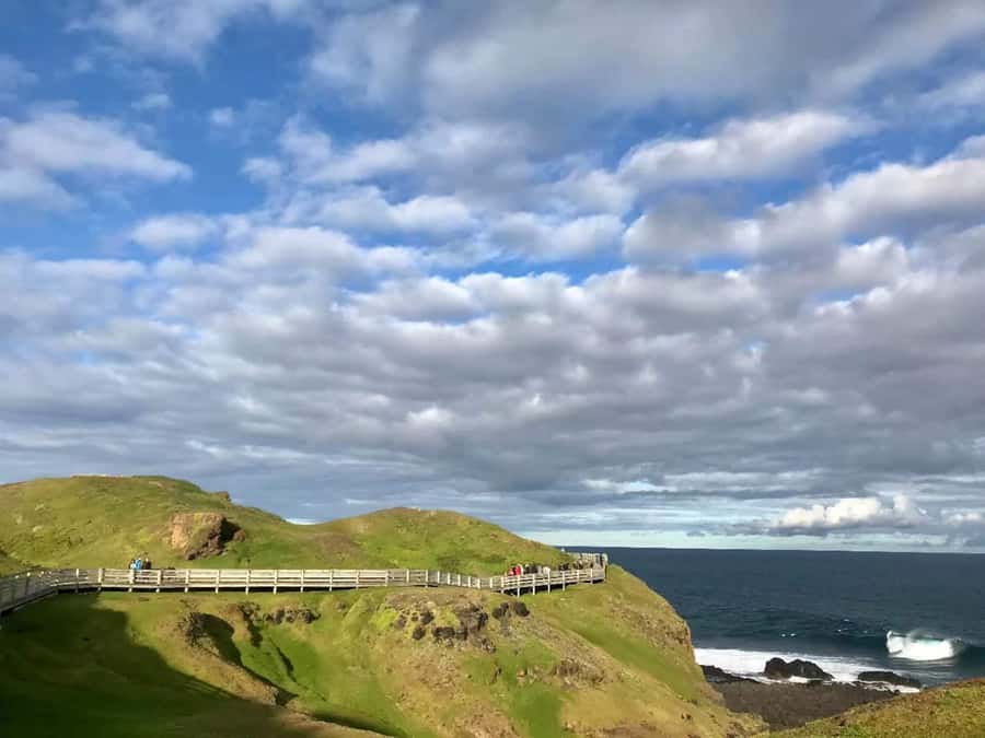 Melbourne: Puffing Billy Train & Penguin Island Excursion - Key tour highlights to know before you go