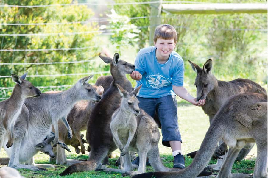 Melbourne: Puffing Billy Train & Penguin Island Excursion - Maru Koala and Animal Park: the optional one-hour wildlife upgrade