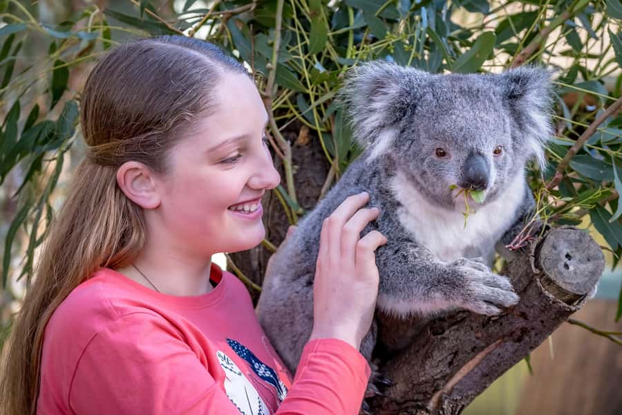 Melbourne: Puffing Billy Train & Penguin Island Excursion - Guide quality is a big deal on this itinerary