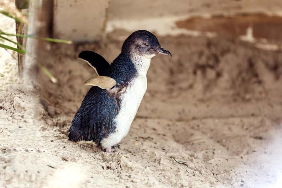 Melbourne: Puffing Billy Train & Penguin Parade Adventure - A Steam Train and Penguin Parade Combo That Actually Makes Sense