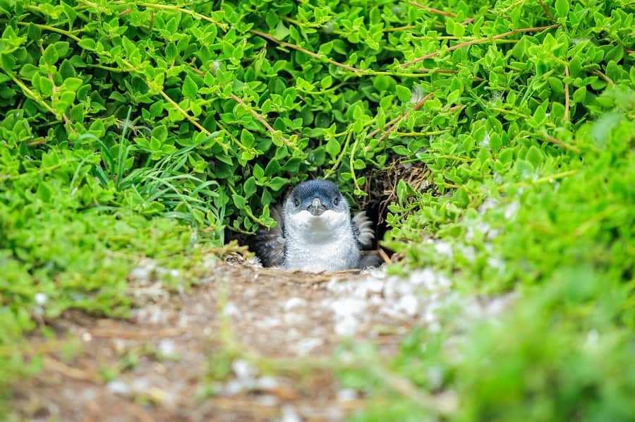 Melbourne: Puffing Billy Train & Penguin Parade Adventure - The Optional Maru Koala and Animal Park Stop: When It’s Worth Extra Money