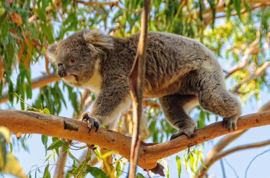 Melbourne: Puffing Billy Train & Penguin Parade Adventure - What to Bring (and What to Skip) So the Day Feels Easy