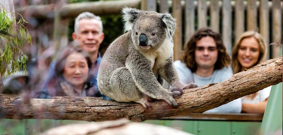 Melbourne: Puffing Billy Train Wildlife Zoo Private Tour - Quick hits before you go