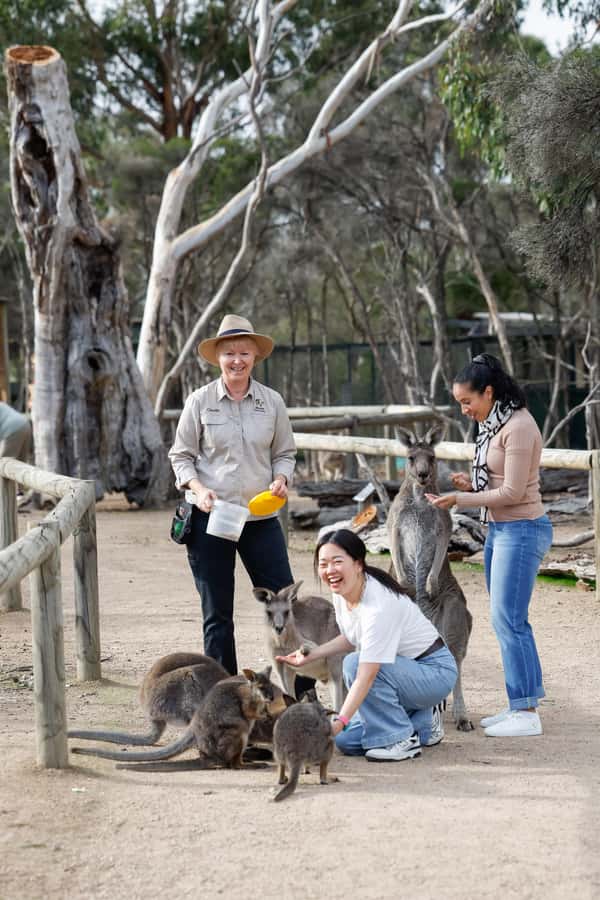 Melbourne: Puffing Billy Train Wildlife Zoo Private Tour - Should you book this private Puffing Billy and Moonlit Sanctuary day?