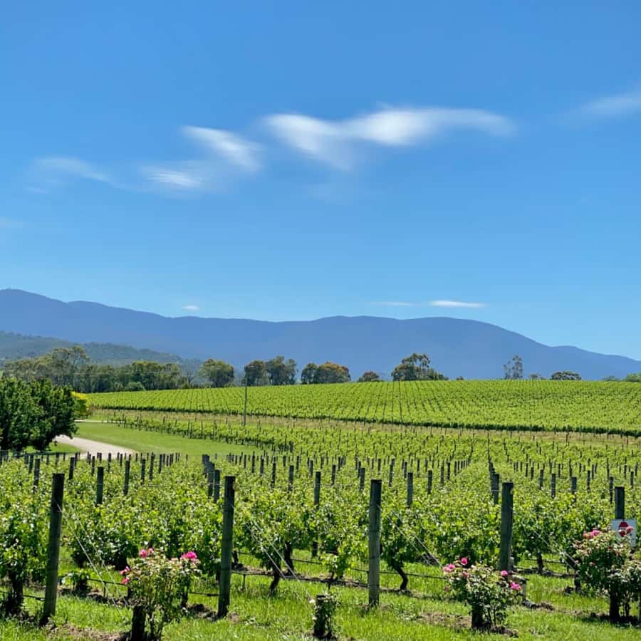 Melbourne: Relaxed Half-Day Yarra Valley Wine Tour - How This Tour Fits Your Afternoon: Back by 5:15–5:30pm