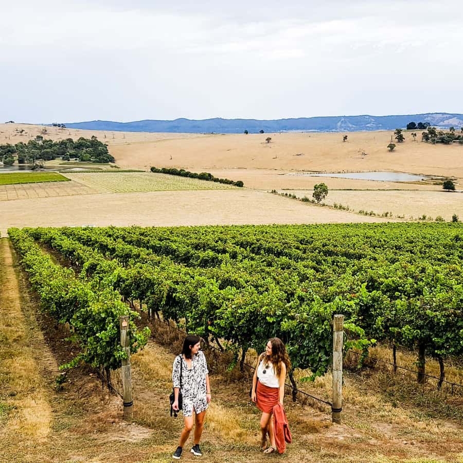 Melbourne: Relaxed Half-Day Yarra Valley Wine Tour - The Human Touch: Friendly Hosts and Real-World Energy