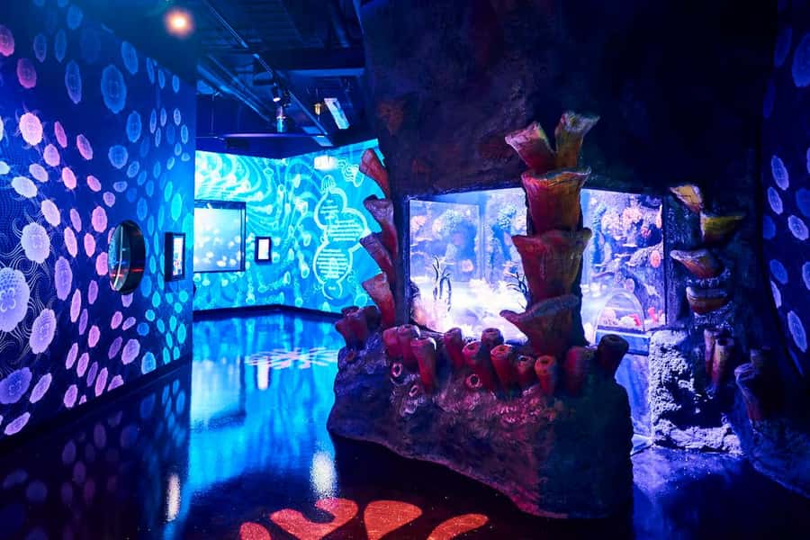 Melbourne: SEA LIFE Aquarium Entrance Ticket - Antarctic penguins on ice: the crowd magnet