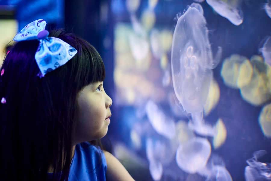 Melbourne: SEA LIFE Aquarium Entrance Ticket - Bay of Rays: sting rays up close