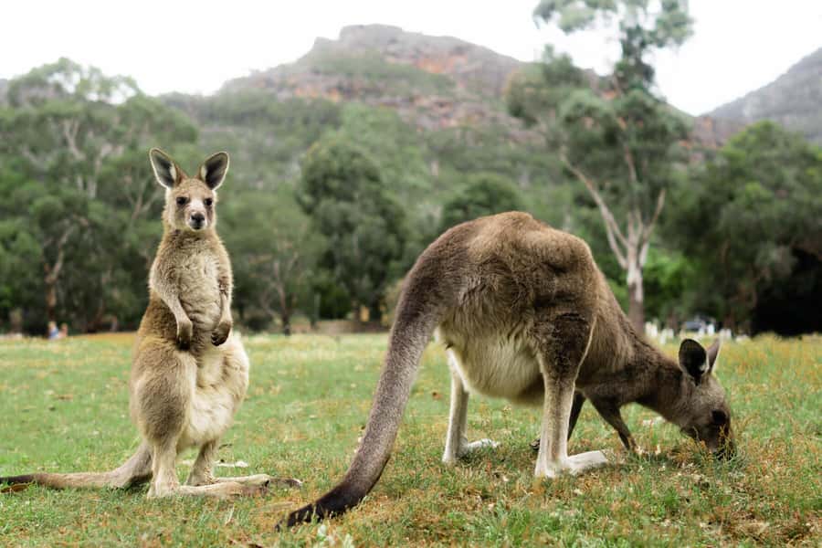 Melbourne to Adelaide: 2-Day Great Ocean Road Grampians Tour - Why This Melbourne-to-Adelaide Route Makes Sense in Two Days