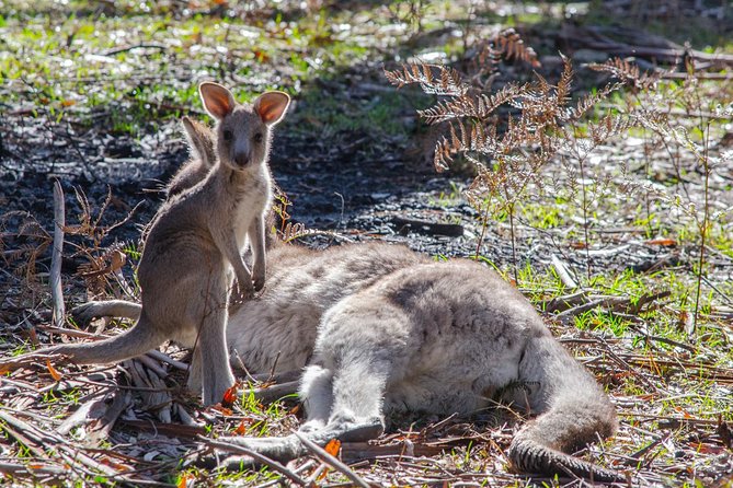 Melbourne to Adelaide 3-Day Great Ocean Road & Grampians Tour - Price and logistics: what you actually get for $641.93