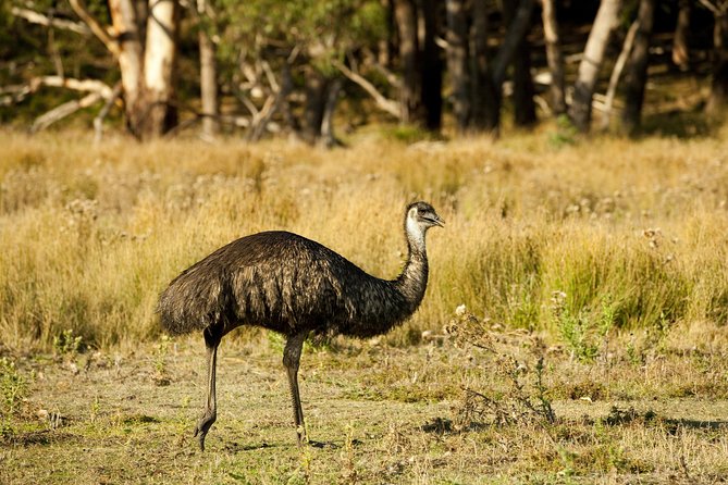 Melbourne to Adelaide 3 Day Tour via Great Ocean Road & Grampians - Accommodation and meals: hostel dorms, shared bathrooms, and included fuel