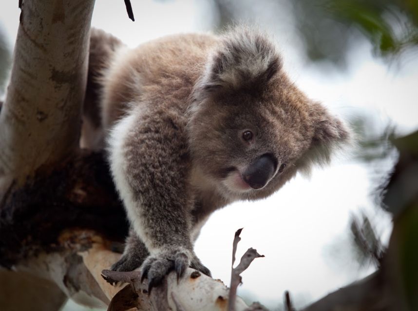 Melbourne Unlimited Attractions pass - Wildlife Days Around Melbourne: Zoo, Werribee, Healesville and Phillip Island Penguins