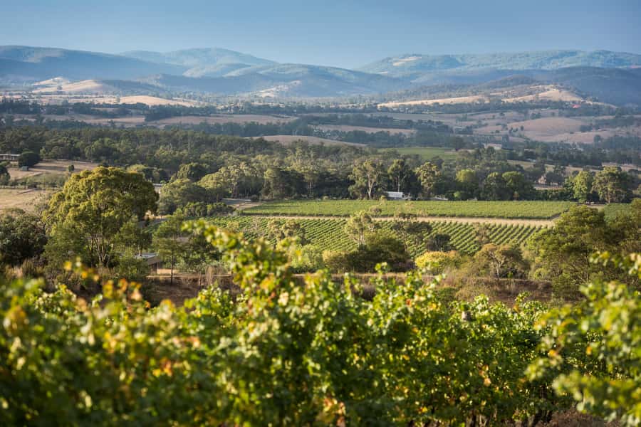 Melbourne: Yarra Valley Wine Bubbles & Kangaroos Tour - Sunset Kangaroo Encounter: The Moment You’ll Actually Remember