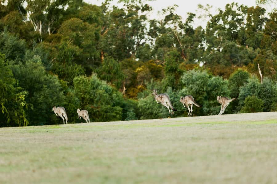 Melbourne: Yarra Valley Wine Bubbles & Kangaroos Tour - Yarra Valley Dairy Cheese Tasting: Fresh, Local, and Not Overhyped