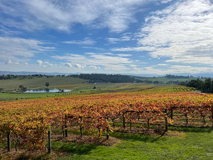 Melbourne: Yarra Valley Wine Tour + Lunch & Gin/Beer Option - Guides make it: what to expect from the day’s hosting