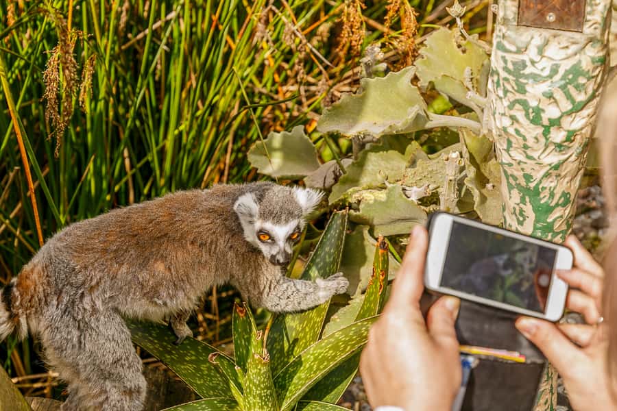 Melbourne Zoo: 1-Day Entry Ticket - Key points worth centering your day on