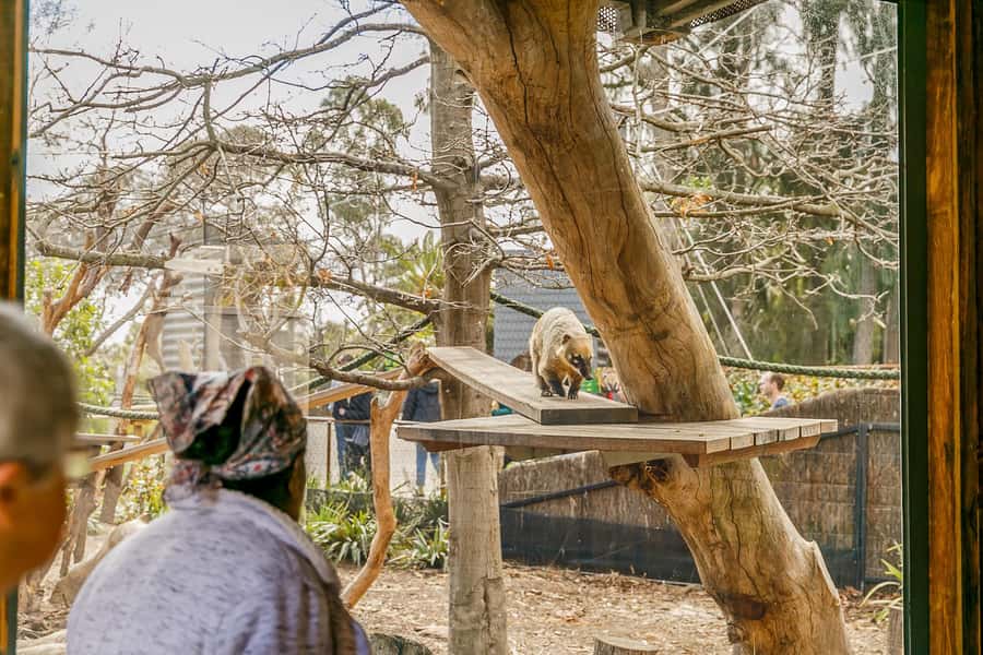 Melbourne Zoo: 1-Day Entry Ticket - Getting to Melbourne Zoo without wasting time