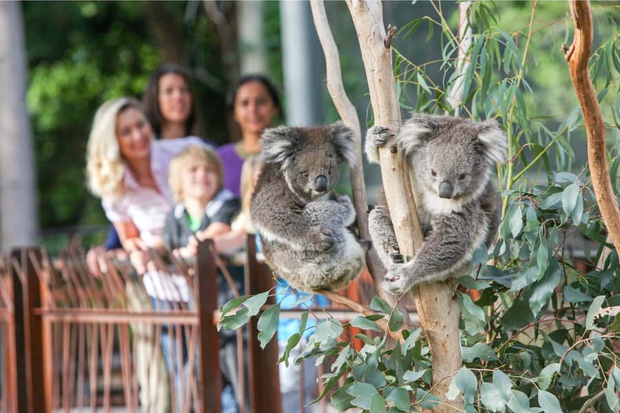 Melbourne Zoo: 1-Day Entry Ticket - Rainforest Walks: tigers, monkeys, and big-animal energy