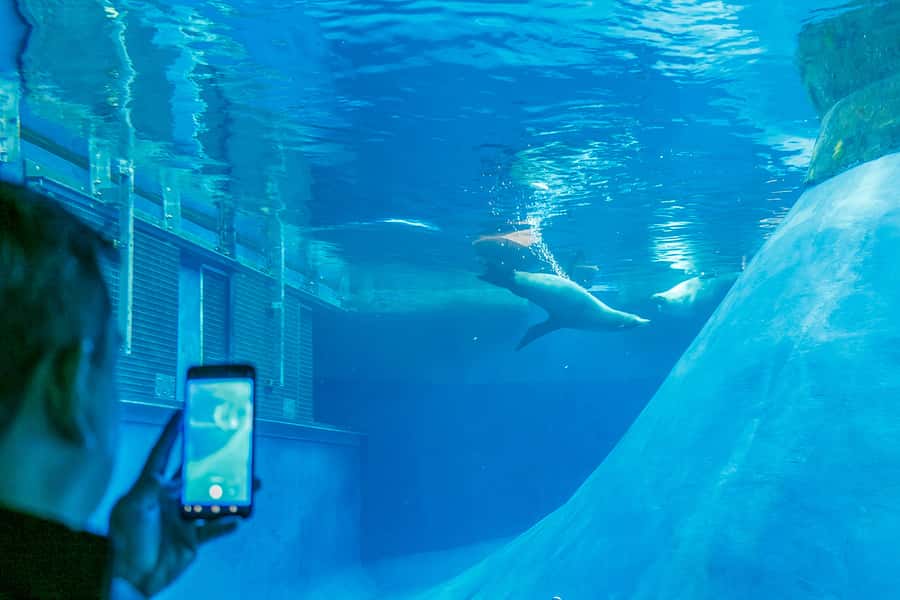 Melbourne Zoo: 1-Day Entry Ticket - Lion Gorge: getting eye-to-eye with the pride