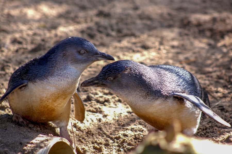 Melbourne Zoo: 1-Day Entry Ticket - Australian Bush: koalas, kangaroos, wombats, and emus