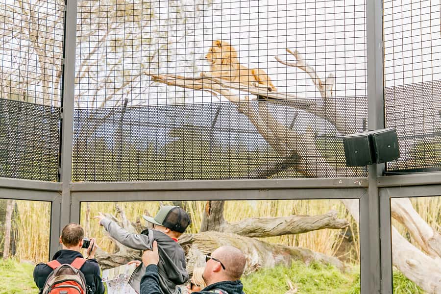 Melbourne Zoo: 1-Day Entry Ticket - Penguins and fur seals: underwater viewing that changes the tone