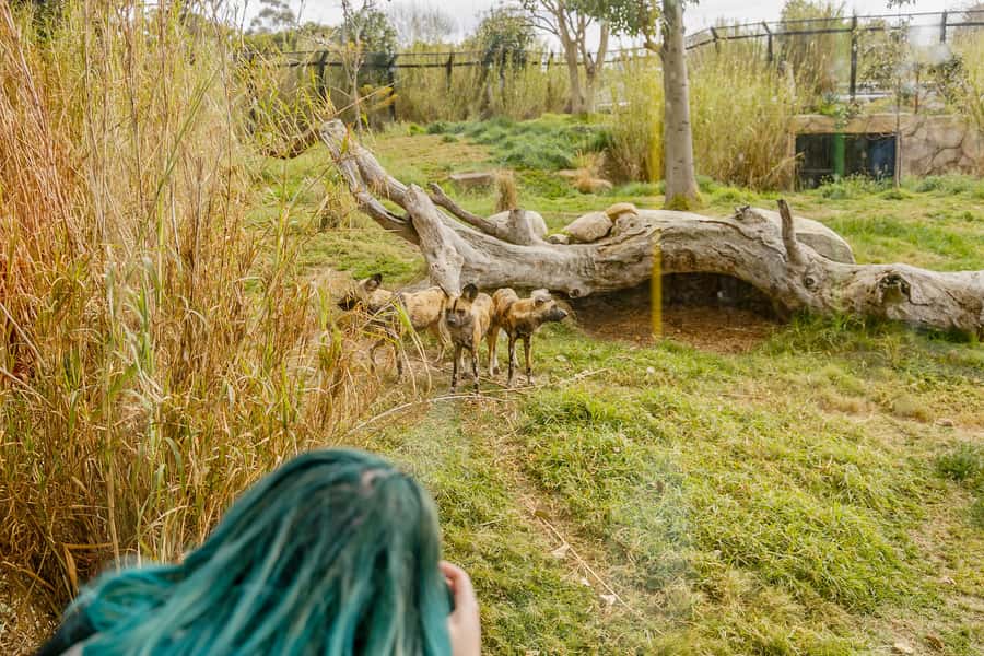 Melbourne Zoo: 1-Day Entry Ticket - Keeper presentations: where the explanations actually help
