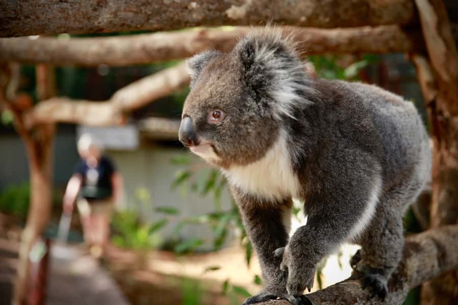 Melbourne Zoo: Australian Wildlife Experience Ticket - Key highlights you’ll actually care about