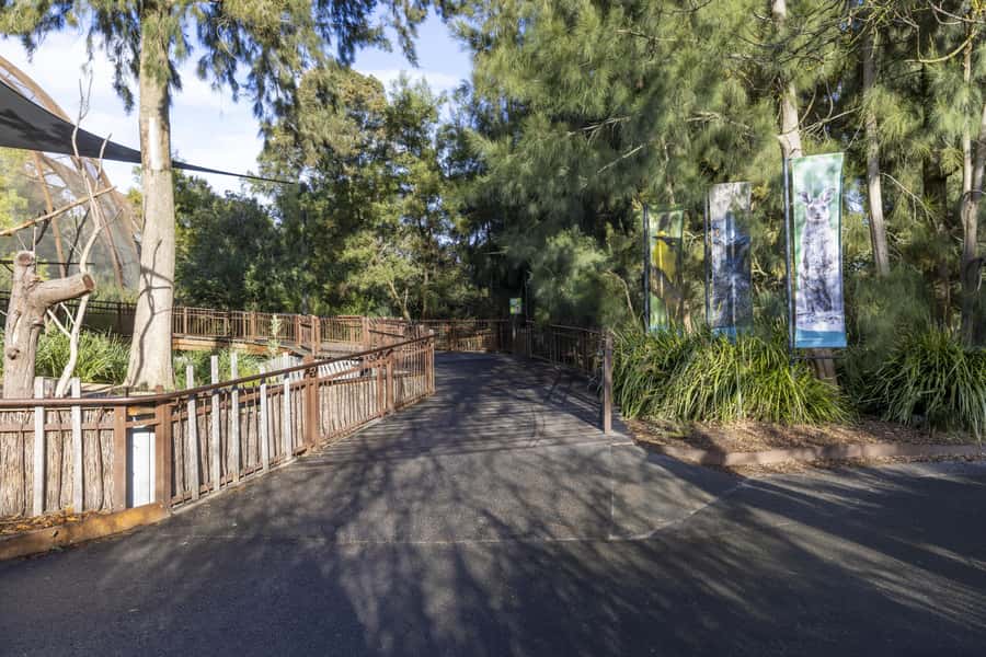 Melbourne Zoo: Australian Wildlife Experience Ticket - Koalas Karri and Waru: Seeing Familiar Faces Wake Up