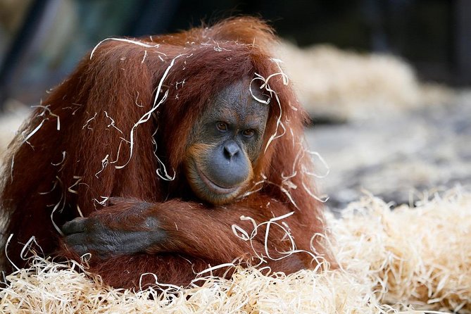 Melbourne Zoo General Entry Ticket - Key things to know before you go
