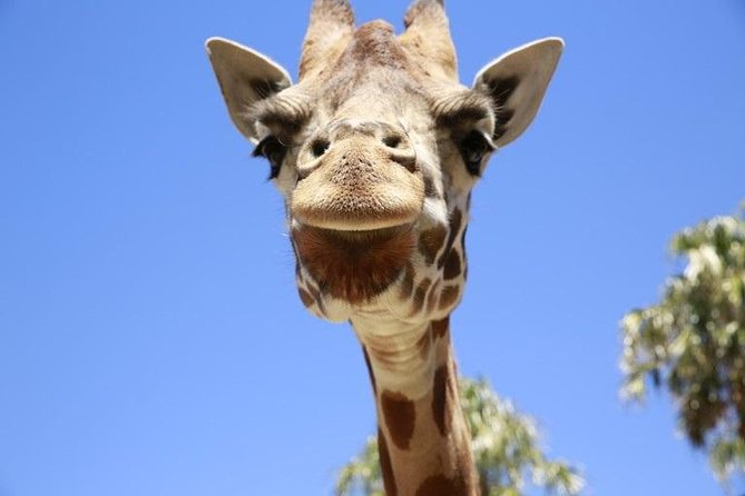Melbourne Zoo General Entry Ticket - Getting there from the CBD: tram-friendly and easy to plan