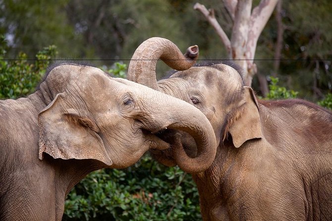 Melbourne Zoo General Entry Ticket - Entrance moment: QR map, keeper talks, and how to avoid aimless wandering