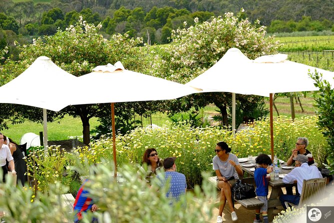 Montalto Vineyard: Mornington Peninsula Discovery Wine Tasting and Lunch - Inside the Alto wine room or Piazza: your seated educational tasting