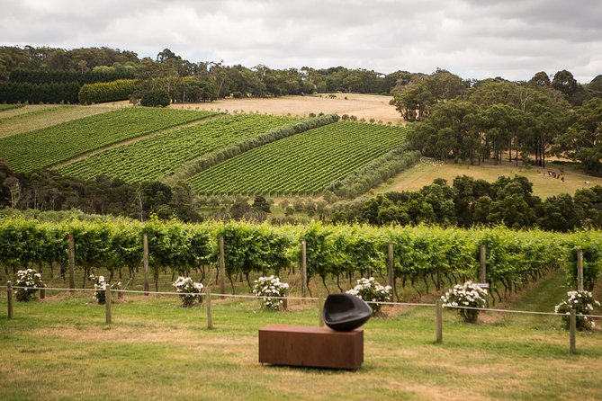 Montalto Vineyard: Mornington Peninsula Discovery Wine Tasting and Lunch - Arriving in Red Hill South and getting your bearings