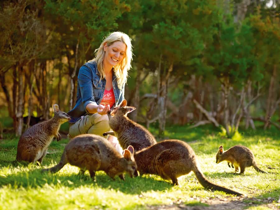 Moonlit Sanctuary Conservation Park Entry Ticket - Why Moonlit Sanctuary feels different from a zoo day