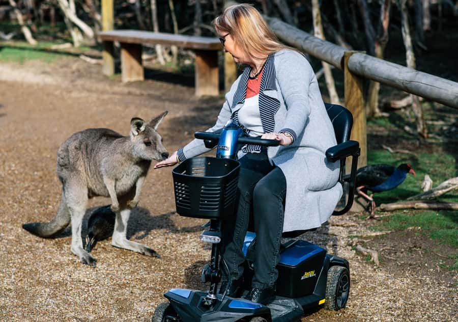 Moonlit Sanctuary Conservation Park Entry Ticket - Daily keeper talks and wildlife shows: how to time your attention