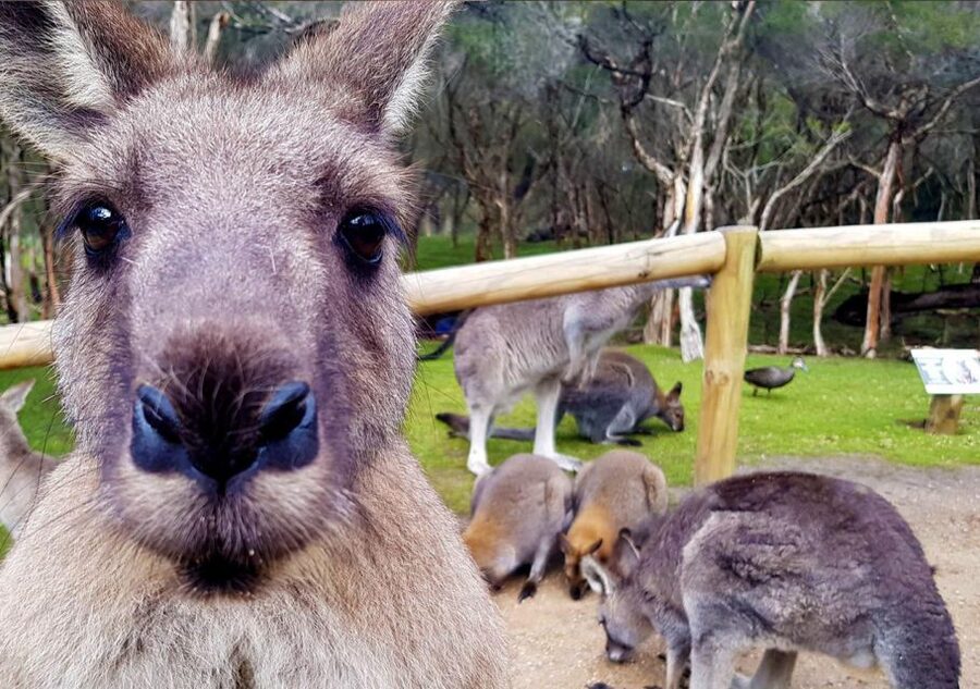 Moonlit Sanctuary Conservation Park Entry Ticket - The Australian animal lineup: more than kangaroos (and some serious conservation stars)
