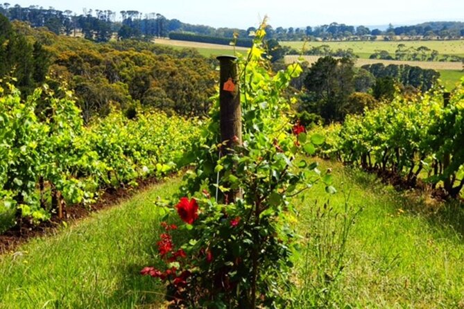 Mornington Peninsula Day Tour. Your Day Your Way. Your group only - Comfort, pacing, and what a 10.5-hour day asks of you
