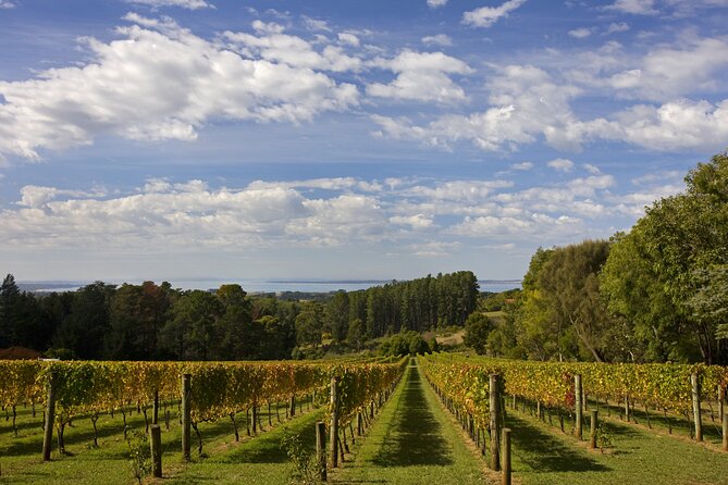 Mornington Peninsula Wine Day Tour - Yabby Lake Winery: vineyard views plus a “flavor map” start