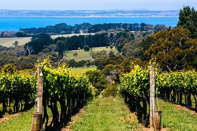 Mornington Peninsula Winery, Beer and Spirits Tour - Trofeo Estate Winery and the terracotta clay-pot method