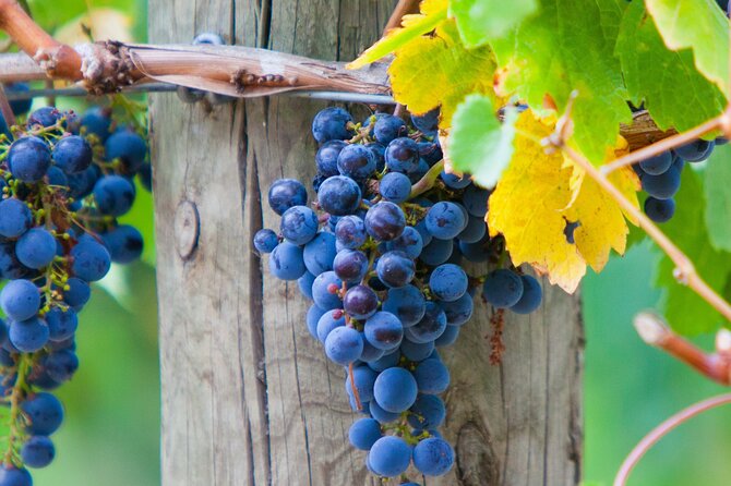 Mornington Peninsula Winery Bus Tour including lunch with a glass of wine - Mornington Peninsula, set up for an easy wine day