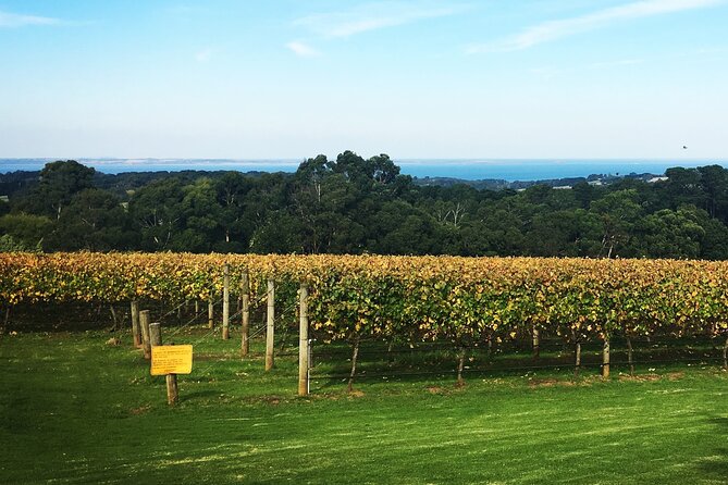 Mornington Peninsula Winery Bus Tour including lunch with a glass of wine - The morning start: what your schedule feels like