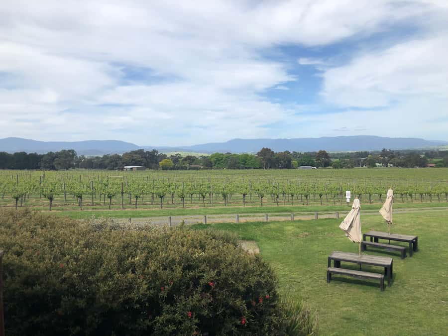Mornington Peninsula Winery Bus Tour with Lunch & Wine - Mornington Peninsula Winery Bus Tour: What This Day Trip Gets Right