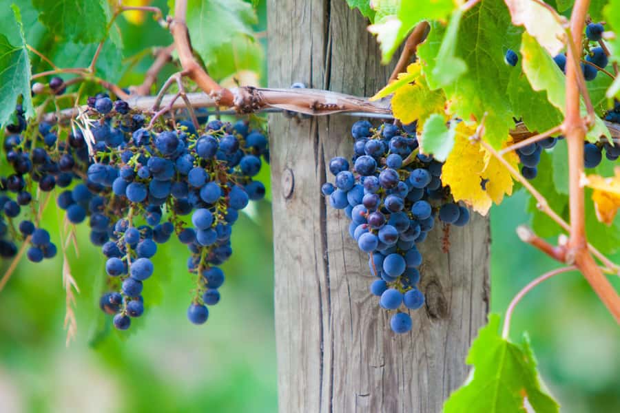 Mornington Peninsula Winery Bus Tour with Lunch & Wine - The Tasting Plan: How Four Winery Stops and Wine Work Together