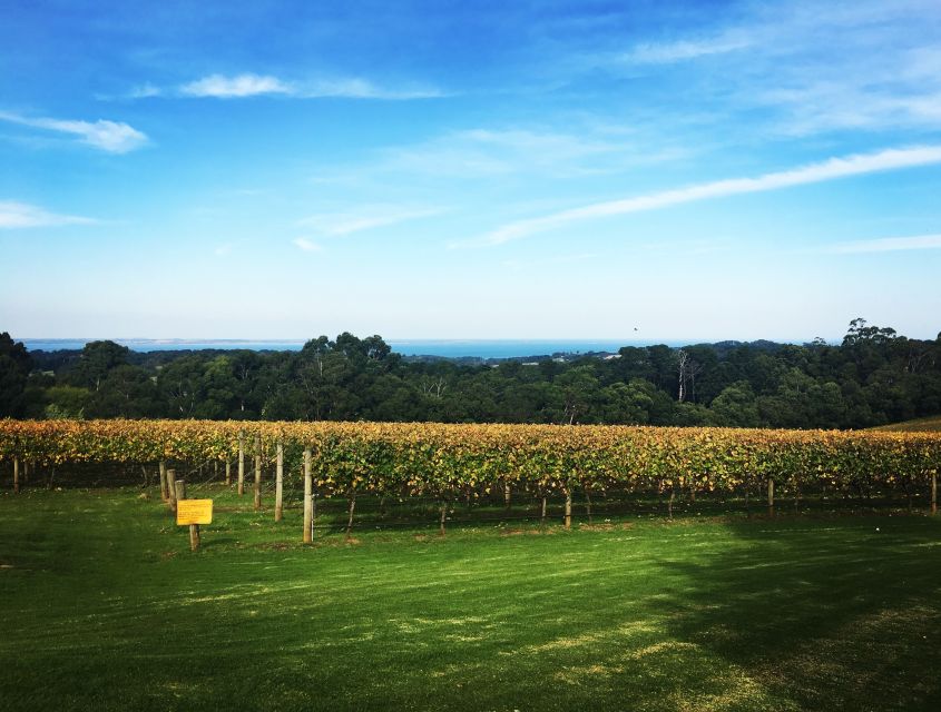 Mornington Peninsula Winery Bus Tour with Lunch & Wine - Panoramic Photo Stops: Why the Drive Is Part of the Experience