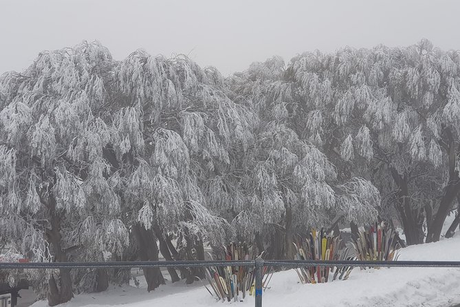 Mt Buller Day Trip from Melbourne - Mt Buller summit time: 7 hours to ski, explore, or snow-walk