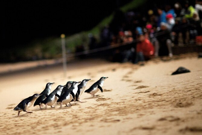 Penguin Parade, & Wildlife Encounters Eco Tour from Melbourne - Brighton Bathing Boxes: the quick photo stop that sets the tone