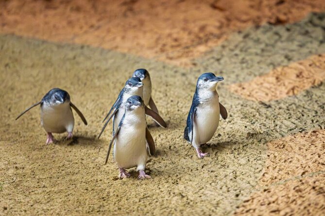 Penguin Parade, & Wildlife Encounters Eco Tour from Melbourne - Moonlit Sanctuary: feeding kangaroos and seeing koalas on a guided schedule
