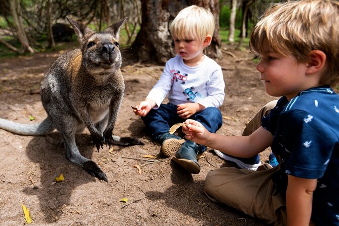 Peninsula Nature Tour - Picnic at the Top: Drinks Included, Then a Bush Walk to a Lookout