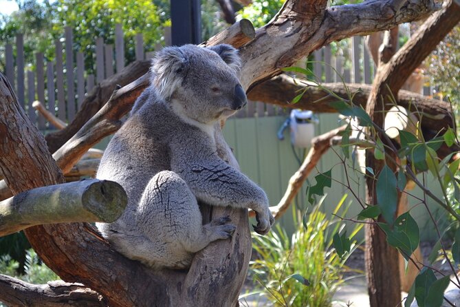 Peninsula Nature Tour - Private Means Flexible: Small-Group Value and Real-World Pace